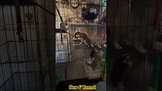 6 ft kennel😻5/27/24&hellip; #kittens #rescuekitty #cuteanimals #kitten #cats #pets #kitty #rescuecats