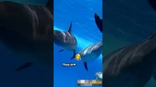 Dolphins: Intelligent and Playful Creatures of the Ocean #facts #brightvideos #dolphin #fyp