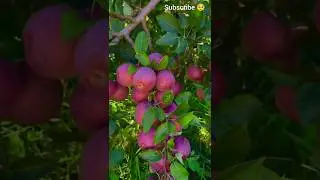 ඇපල් කැල්ලයි කනවැයි 🍎🍎🍎#fruits,#music,#food,#srilanka,#japan,#cake,#satisfy,#usa,#korean,#india,