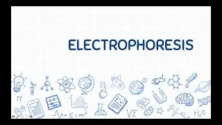 ⚡️⚡️Electrophoresis⚡️⚡️
