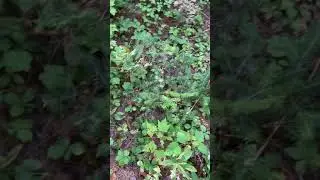 Cornus canadensis - creeping dogwood