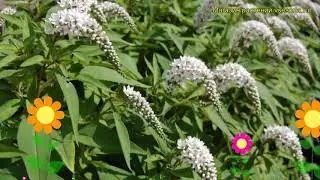 Вербейник ландышевый. Краткий обзор, описание характеристик lysimachia clethroides