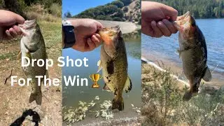 The Drop Shot Never Fails! Late Summer Bass Fishing