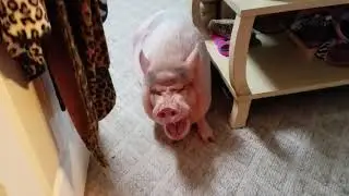 Another morning with Sammy 💕🐽💕