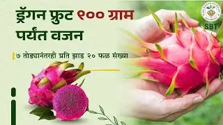 #ड्रॅगन फ्रुट ९०० gm पर्यंत वजन | SBTमुळे ७ तोड्यानंतरही प्रति झाड २० फळ संख्या| १० टन माल हार्वेस्ट