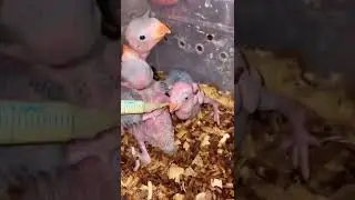 #ringneckparrotbirds #hand_feeding #bird_lovers #viral #trending #youtubeshorts #cute_birds #birds