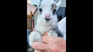Cute and funny baby goats 🥰😂 #goat #funny #cute #funnyanimal #foryou #viral