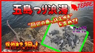 【五島 石鯛釣り】㉝回遊の乗っ込みイシガキを求めてpart6　予想外のプチ爆釣。無欲からの逆転勝利！爆釣まで、あと3回！