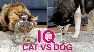 Dogs Are Smarter Than You Think and Here's the PROOF
