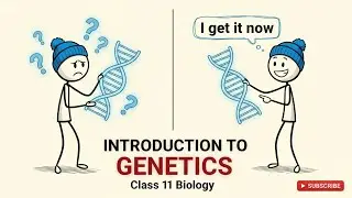 Introduction to Genetics | DNA, Genes, Chromosomes Explained (Biology)