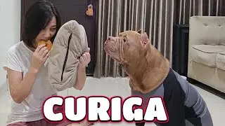 DRAMA BOHONG SAMA HEWIE ! LANGSUNG CURIGA DAN KETAHUAN  | hewie pitbull #hewiepitbull