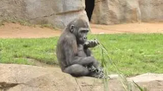 Monroe and Frank (SD Zoo Safari Park)
