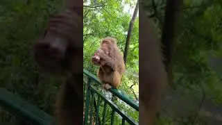 Feeding a group of monkey Bakery items cake bread buns  A real man feeding group of monkey 30
