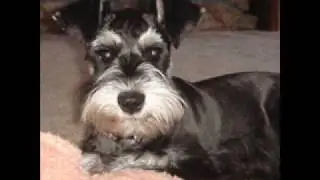 Charlie Douglas - The Dog Show