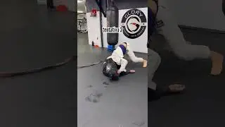 j&aacute; tentaram o #gatorroll do #tainandalpra ? #bjj #jiujitsu #joaomiyao #paulomiyao #miyao #faixapreta
