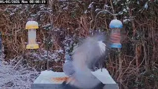 Bird table antics, 5th January 2026