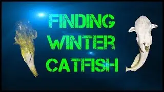 Where to find catfish in the winter