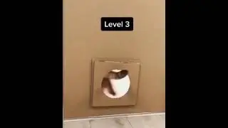 Reducing hole for the cat. When will he stop. || Cat vs hole ||