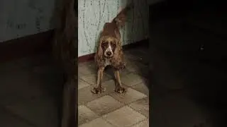 Мартин и расческа несовместимы!