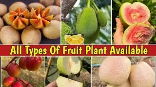 All #Vietnamjackfruit #whitediamond #guavawhite Jamun #kalapathichiku #red diamondguava#Md Nursery