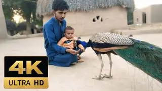 Father and Child Sharing a Peaceful Moment with a Peacock in a Rural Village (4K Ultra HD)