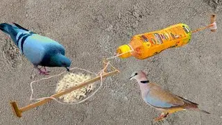 You ever See about Installing DIY Simple Bird Trap work99%|video daily/The survival kh