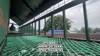 ULHPA 1st Lap Derby / Del Gallego Camsur / Pigeon Arrival🐦🏁😁