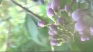 Flower sprays jet of pollen at bird pollinators