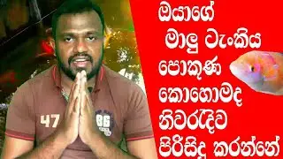 ටැංකිය,පොකුණ කොහොමද නිවරැදිව පිරිසිදු කරගන්නේ? | how to cleaning fish tank sinhala | fish sinhala