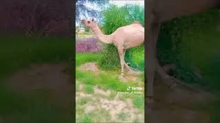 #onthisday #greengrass##camelsong #villagelife