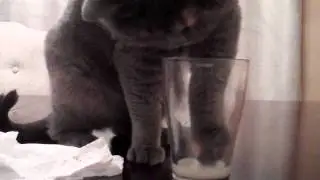 BRITISH SHORTHAIR PAW DRINKING SOME MILK