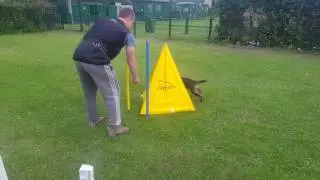 Essex Dog Trainer. Argonne jedi 6 mini blinds. puppy training .Schutzhund ipo heelwork .