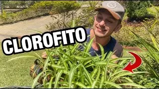ESSA PLANTA é SUPER VERSÁTIL! PRA DENTRO e FORA de CASA | Henrique Buttler