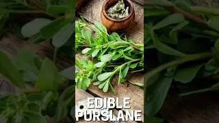 pursulane most important unani medicinal plant coming soon #ytshorts #unanimedicine