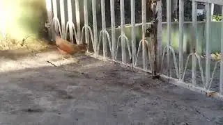 Chicken a shows an Important life lesson