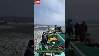 Fishermen Harvest Thousands of Fish Using a Super Wide Net #shorts