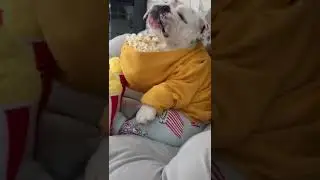 Dog eating popcorn 😂