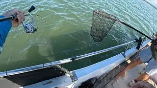 Broadwater Flathead Fishing with the Destiny Team