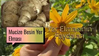Benefits of Jerusalem artichoke