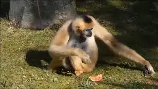 zoo de la flèche.  photos et vidéos
