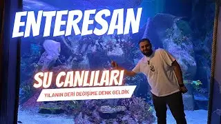 “Suyun Altında Unutulmaz Bir Keşif!” 🐠🐟 #reklam