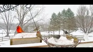 Birds On Snowy Bird Feeders | CAT TV - Birds For Cats To Watch | Relaxing Bird Sounds For Sleep
