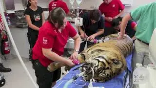 Sumatran tiger undergoes health check at Wellington zoo
