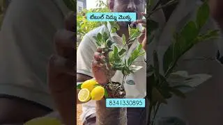 టేబుల్ నిమ్మ మొక్కలు ఉన్నాయి