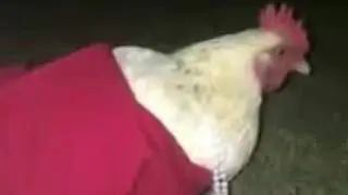 I&rsquo;ve got a red dress on tonight *CHICKEN VINE*