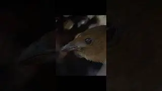 It&rsquo;s Not About Skill &mdash; It&rsquo;s About Taste#wildlife #animals #shorts #video
