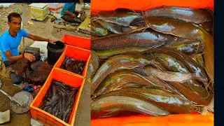 Walking catfish (mangoor) cutting style fish market (1)