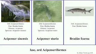 Iasc, ord Acipenseriformes fish sinensis albus gladius transmontanus stellatus fearna Brad&aacute;n ga.
