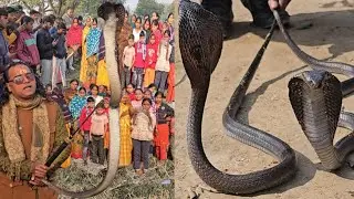 नाग नागिन का बिगधर जोड़ा रेस्क्यू करते समय गांव का लगा जमौला//cobra catching video in hindi 