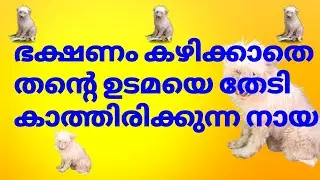 ഭക്ഷണം കഴിക്കാതെ കാണാതെ പോയ യജമാനനെ കാത്തിരിക്കുന്ന നായ #tokkitwithkerala #drrobin #ebulljetnewvideo